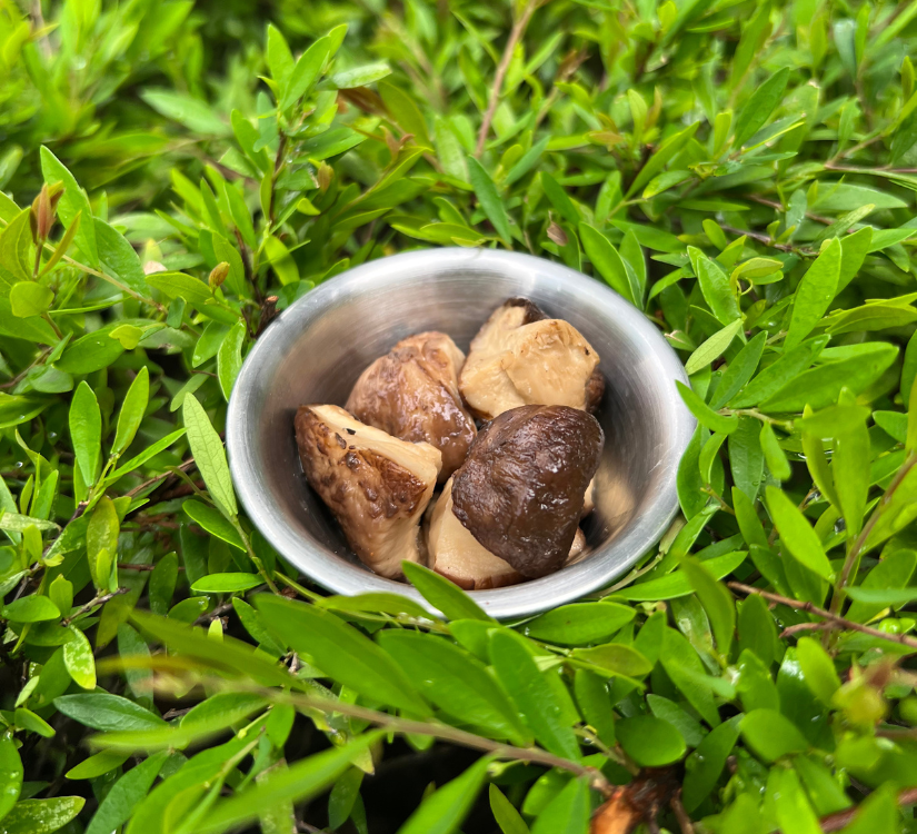 Fermented Mushrooms